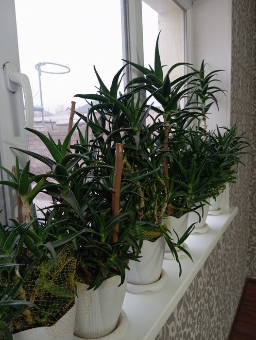 Продаётся алоэ  Шымкент