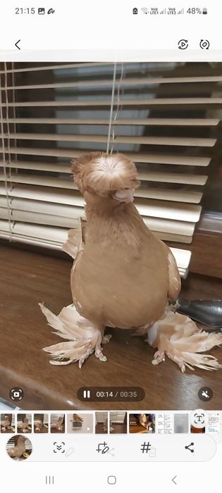 Голуби двухчубый