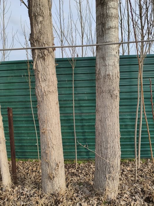 Тераклар бор 10 йиллик 10 млн 22 та