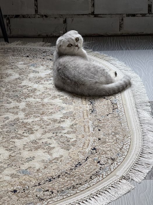 Кот готов к вязке