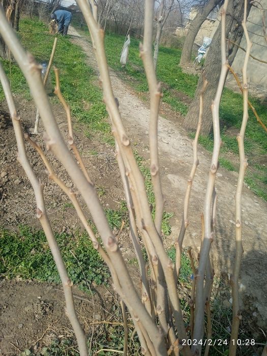 Bodom Archa qirim koʻchatlar sotiladi  2 3 yillik