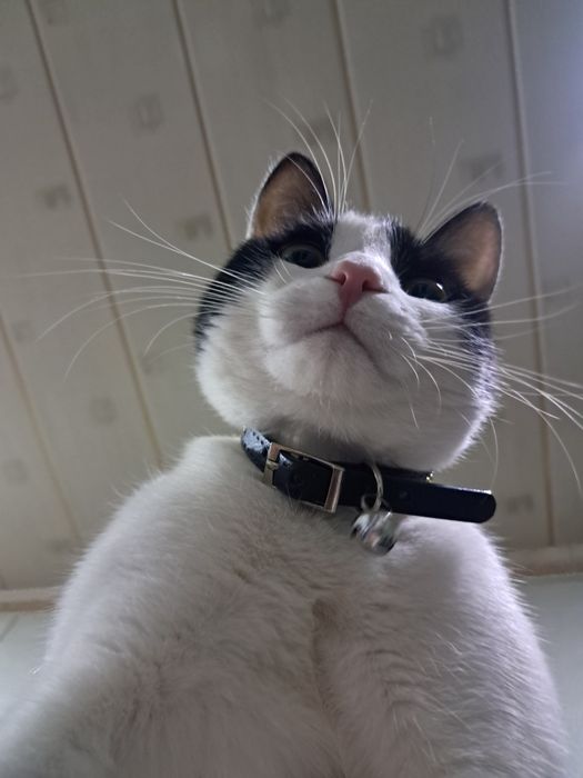 кот на вязку,9 месяцев