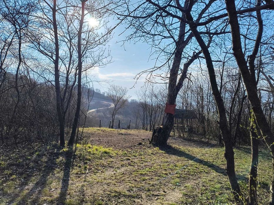 Teren cu vita de vie comuna Cristian judetul Sibiu