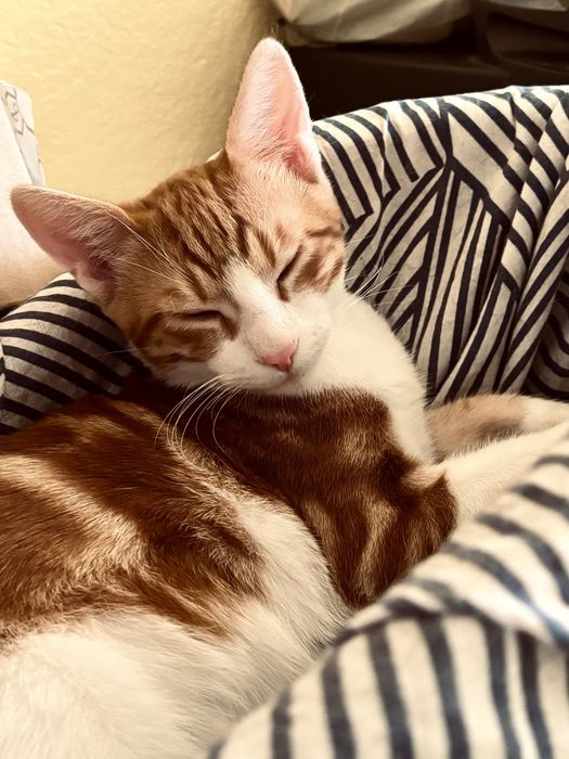 Котета търсят дом
