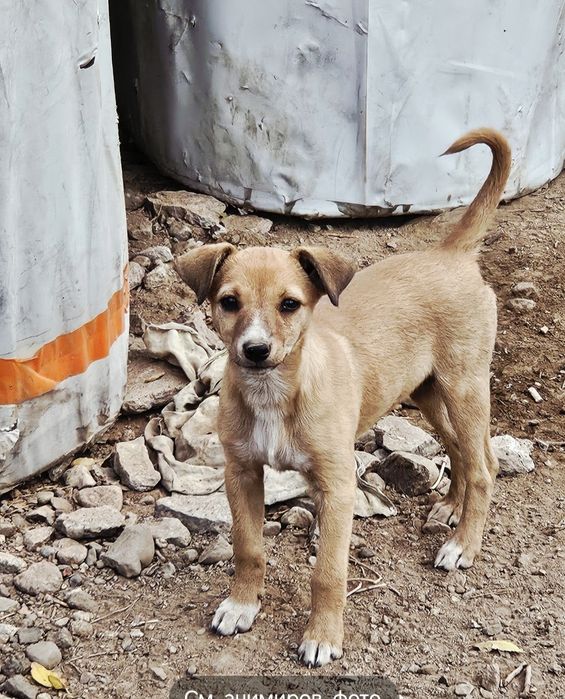 Щенки в добрые руки!
