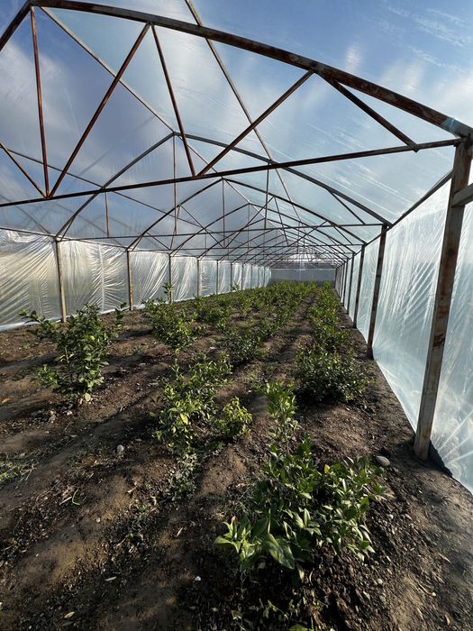 Иссик хона - Теплица