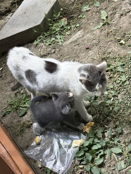 Маленькие Котята ищут Дом