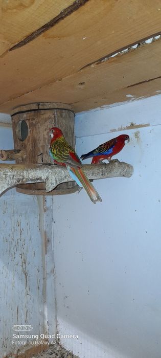 Vind papagali maturi