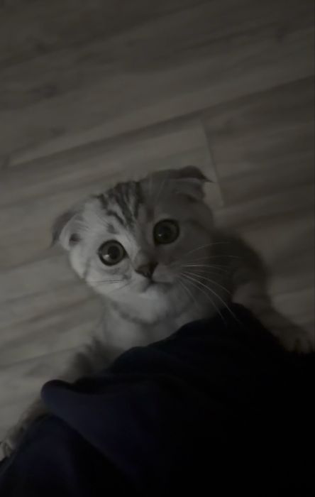 Котенок вислоухий шотландский
