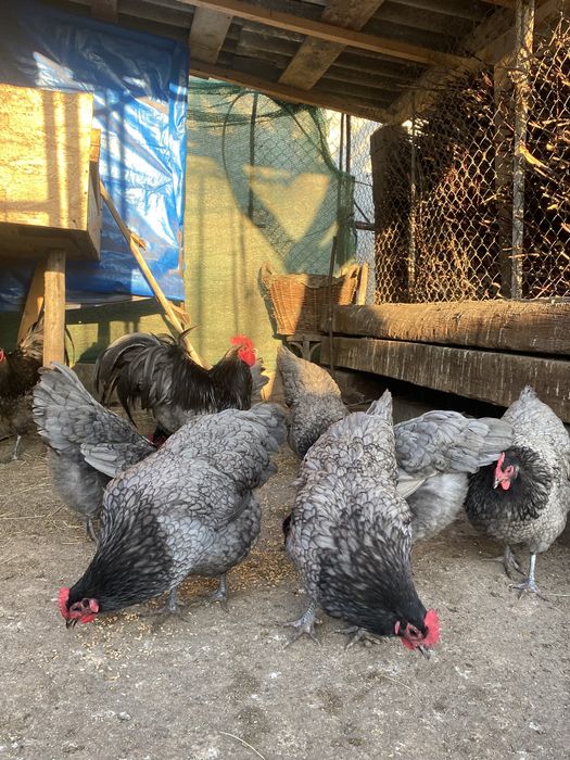 Oua Australorp Abastru