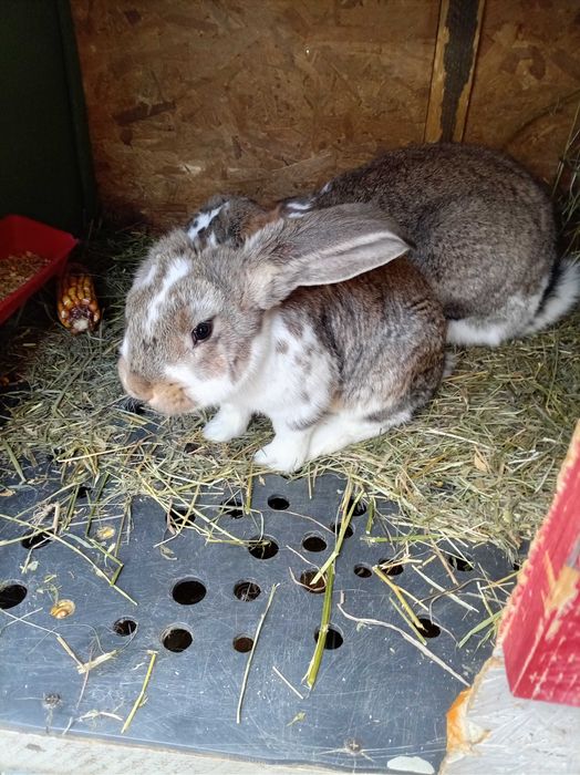 Pui Berbec german talie mare