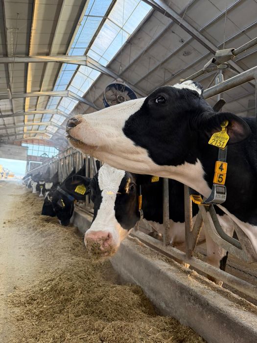 Juninci holstein gestante