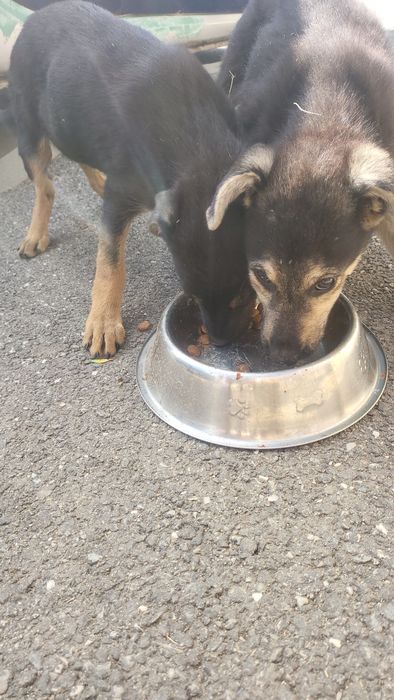 Se oferă spre adopție gratuit cățeluși pui metis masculi