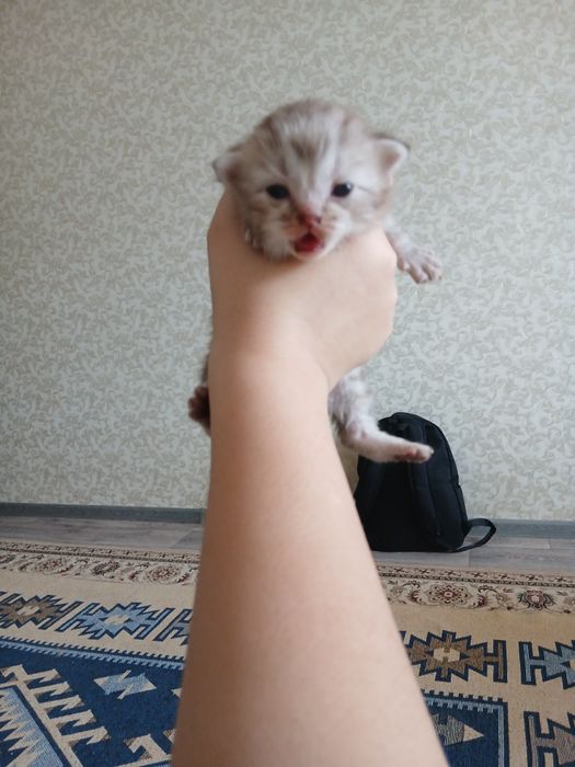 Шотландские котята