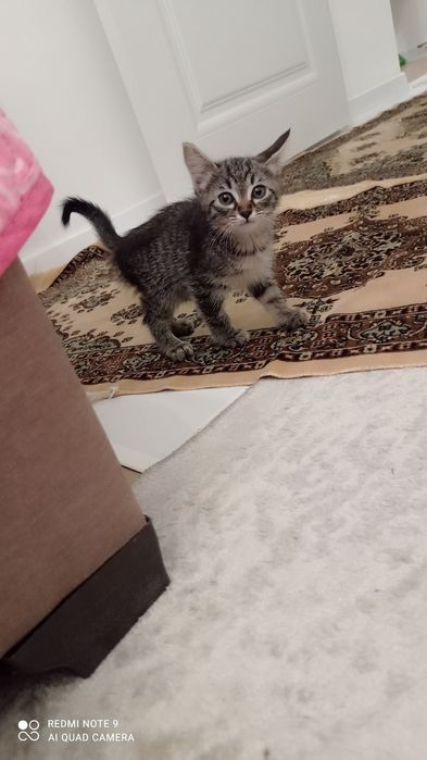 Продам котенка девочку