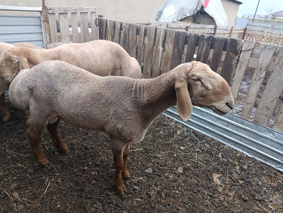 Арашан  есть 8 месяцев и есть 2 года