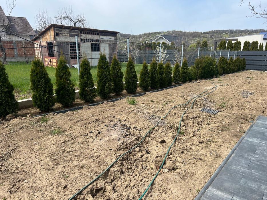 Tuia Smaragd si plicata 46 lei bucata 70 bucati