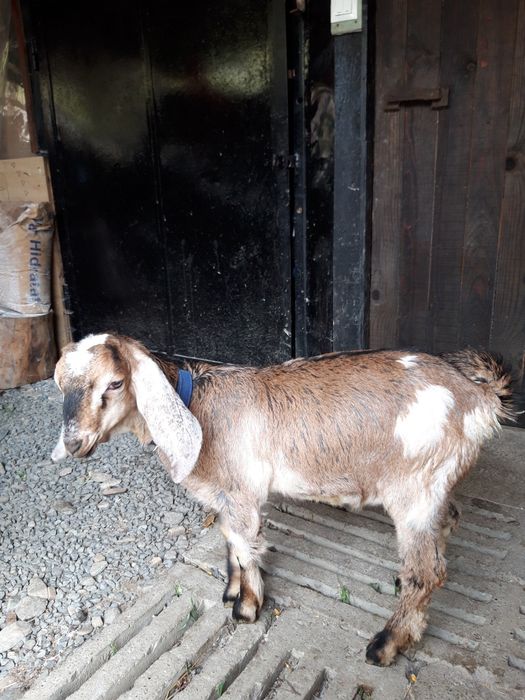 Țăpișor capre anglonubiene