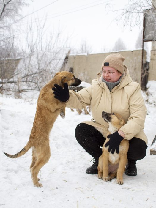 Щенки  ждут добрые руки