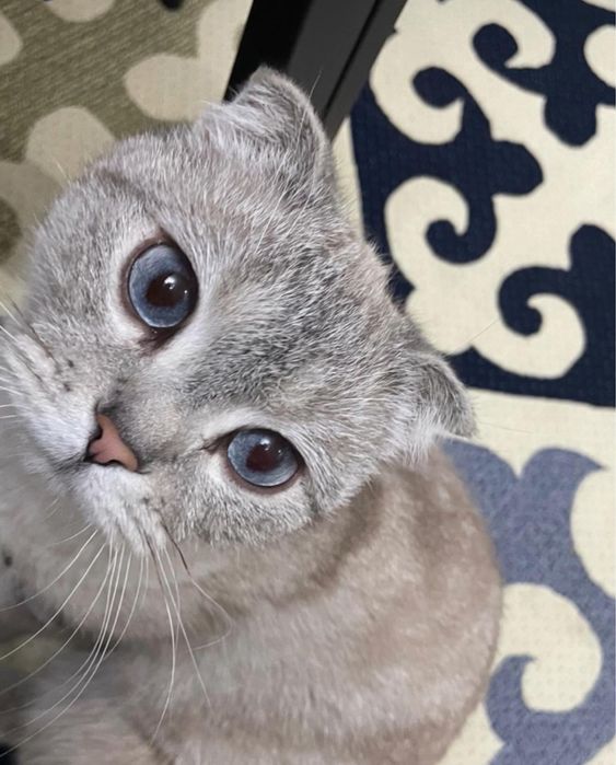 Продам шотладских котят!