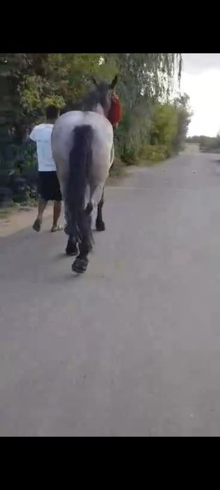 Vând cal castrați 177 inaltime garantat de ham sau schimb