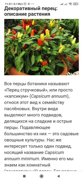 Продам свежие семена  мини перчиков