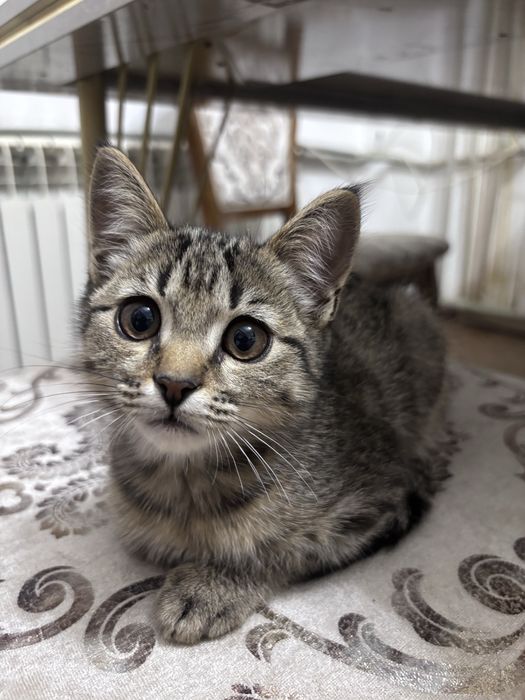 Котенок (девочка) в добрые руки