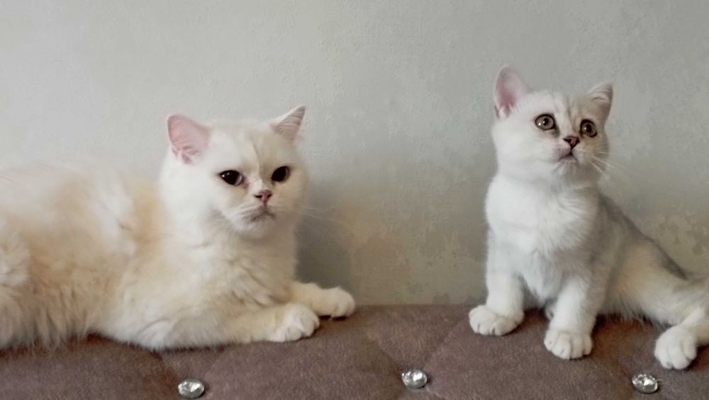 Британские шиншиллы