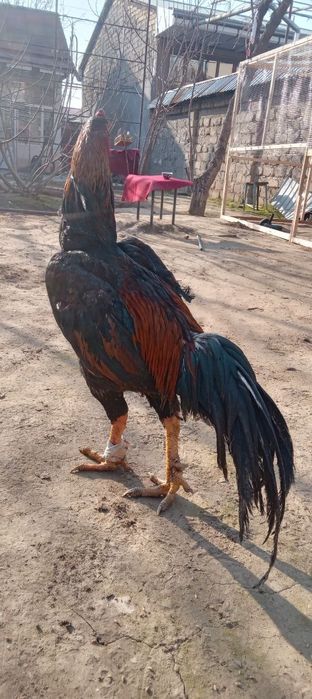 Dakan xoroz sotiladi