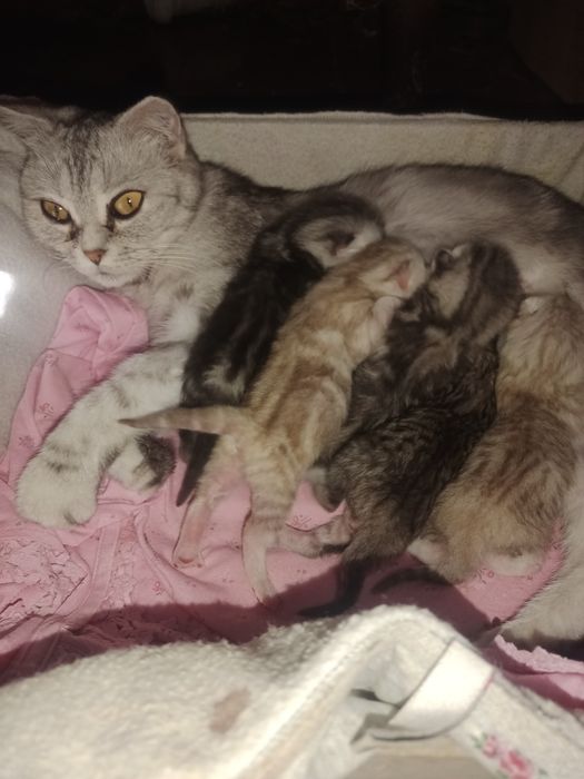 Продам вислоухих котят.