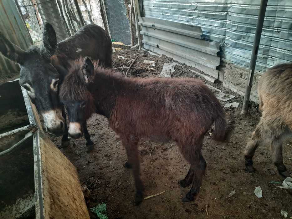 Продаю по даговору