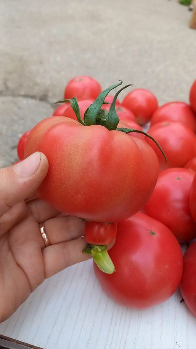 Продам домашние помидор