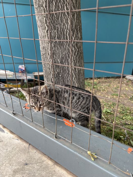 Бангаранга - коте на 3 месеца търси дом или приемна грижа