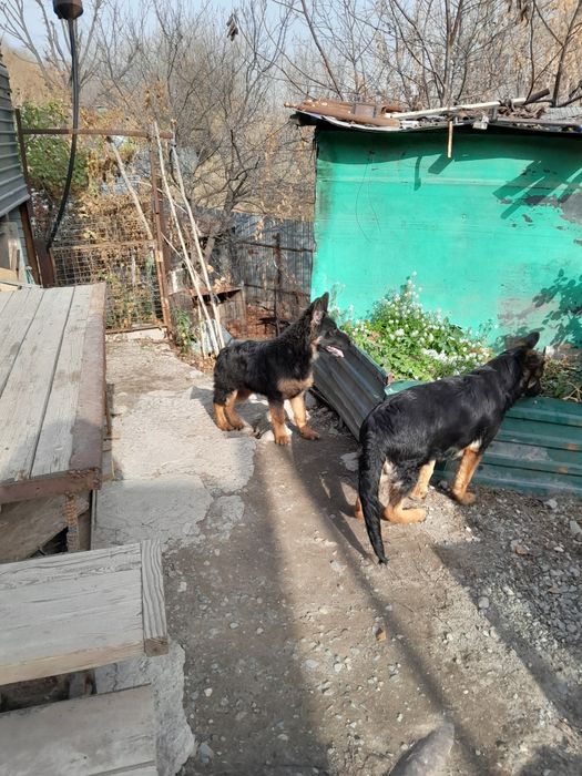 Щенки немецкой овчарки