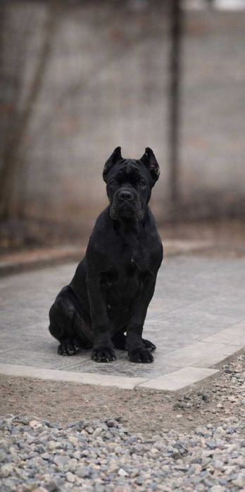 Щенки кане корсо