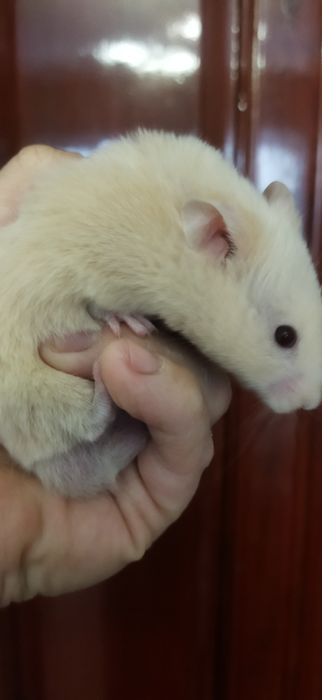 Продам сирийских  хомячат