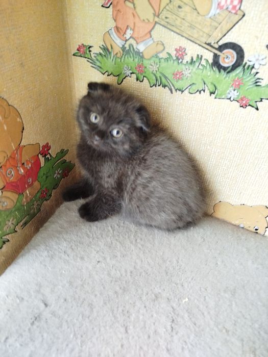 Продаются котята