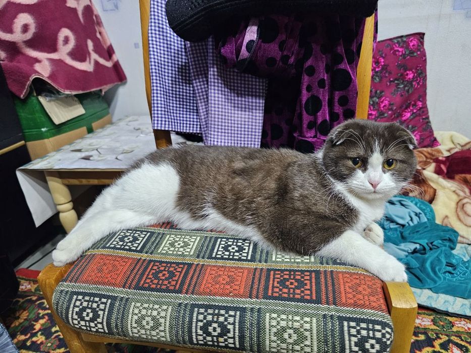 продаю кошечку скоттиш фолд