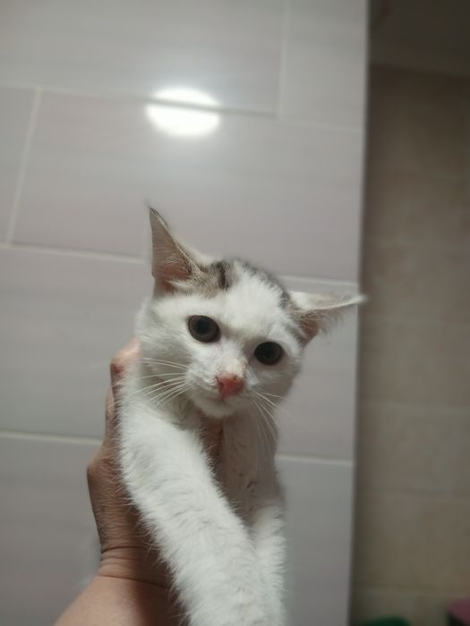 Мальчик, котёнок, кастрат