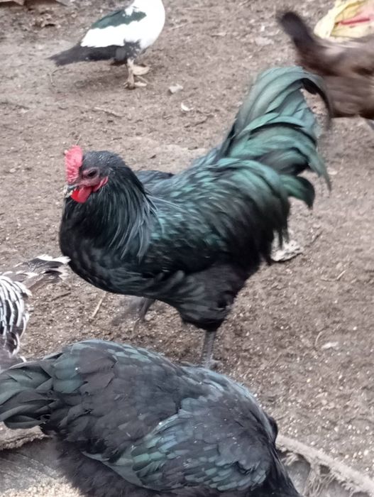 Cocosi de vânzare!