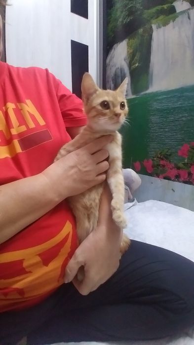Котята в добрые руки! 4месяца