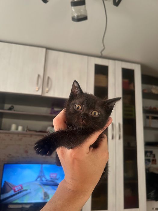 Отдам котят в добрые руки