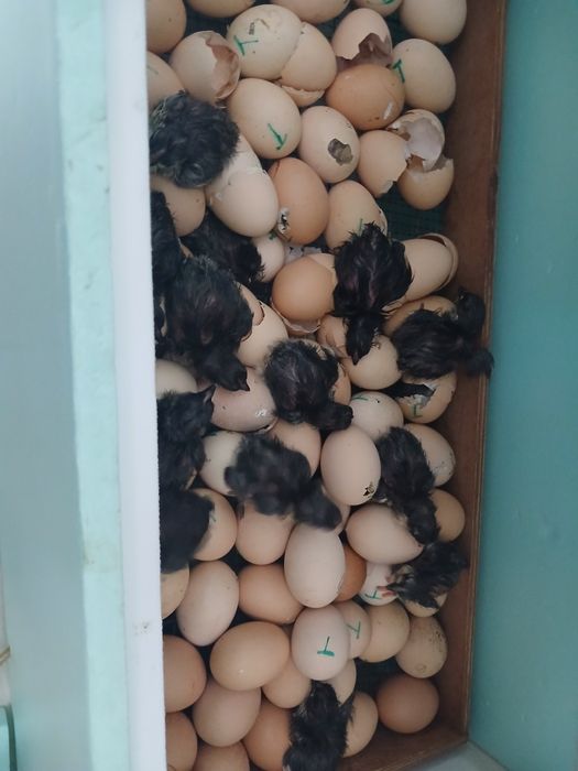 Продам породных цыплят