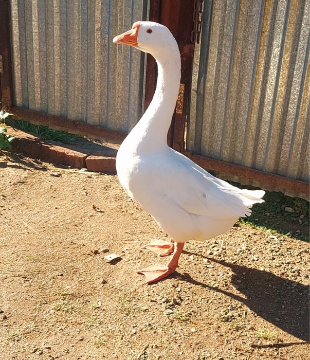 Продам гусака на племя