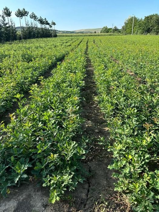 Puiet brad molid frasan stejar,