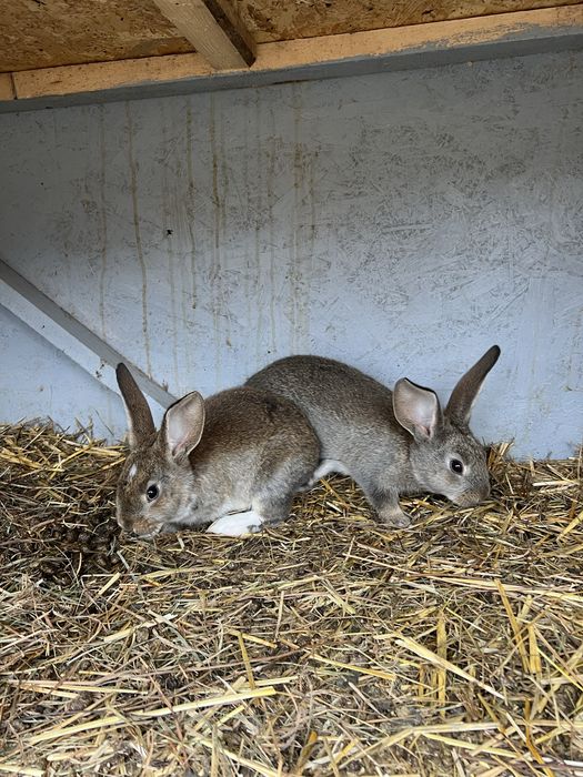 Vand o pereche de iepurasi