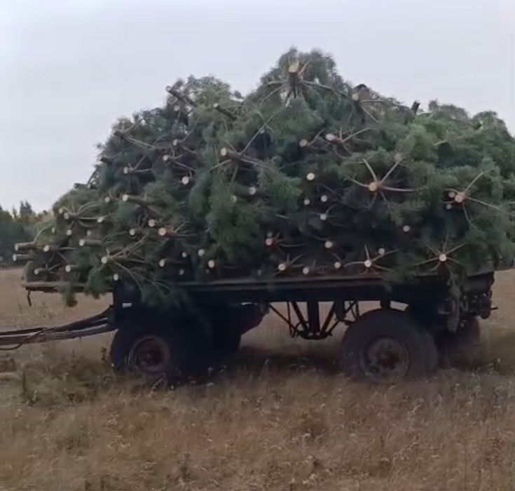 Новогодние Ели, Сосны, Пихта