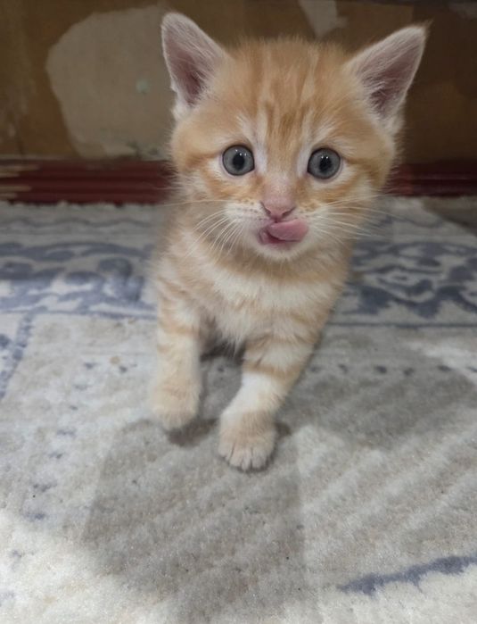 Котята британец смешанный