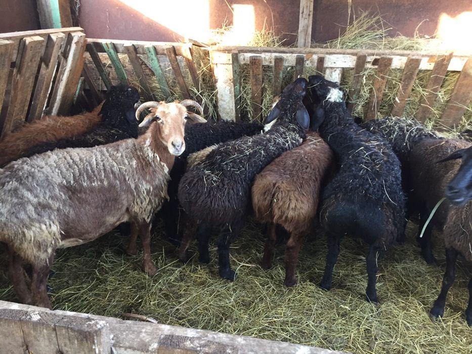 Бараны овцы кой баранов продам
