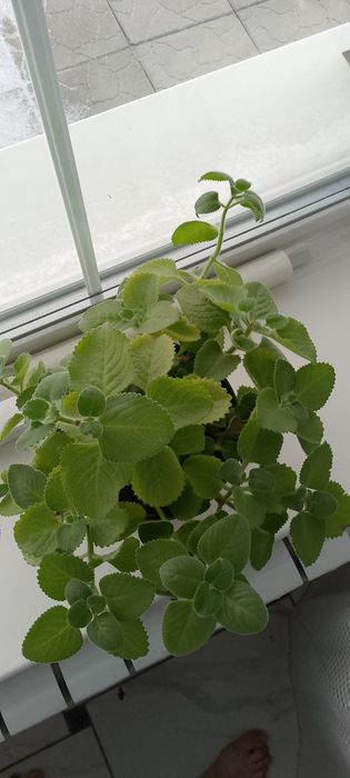 Комнатные растения